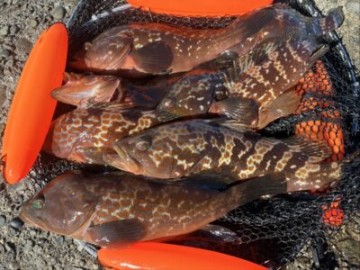<p>旧一文字赤灯外向き　エビ撒き釣りで33cmまでのアコウ沢山！撮影後リリース♪早朝の1時間で。</p><p>ガシラはちょっと釣れたそうです。アコウにはちょうどいいゆるい苦潮かな。</p>
