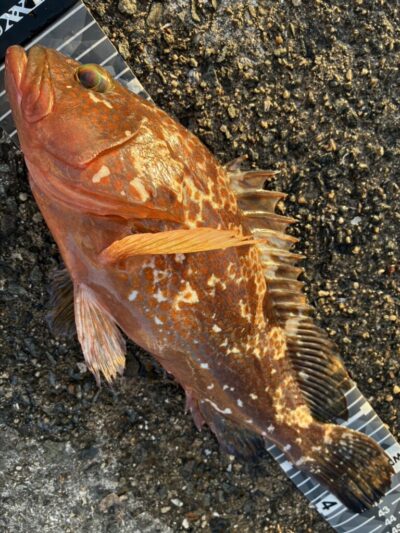 <p>ハネ研会長　福山様　沖の北外向き　エビ撒き釣りでアコウ42cm！小さい根魚はあまり釣れず。アコウにはちょうどいいゆるい苦潮のようでした。</p>