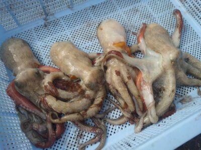 <p>池尾様　旧一文字赤灯　タコエギで新子タコ🐙</p>