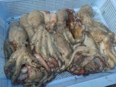 <p>足立様　旧一文字4番〜白灯　ケーソン継ぎ目を狙ってタコ🐙継ぎ目中層で釣れたそうです。近くでタコエギでも釣れてたので不思議な感じ…。</p>