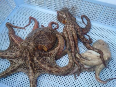 <p>久だこ様　旧一文字赤灯　タコエギで新子タコ🐙</p>