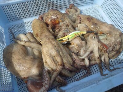 <p>上垣内様　旧一文字赤灯　竿下〜遠投いろいろ　メジャクラ・蛸乗りジョニーで新子タコ🐙</p>