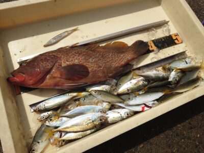 <p>島田様　沖の北内向き　足元サビキで豆アジ！</p><p>サビキにかかった豆アジにアコウ39cmがヒット！</p><p>飲ませサビキで豆アジ・カタクチをかけて放置ありですね♪12月はヒラメも狙えますよ。</p>