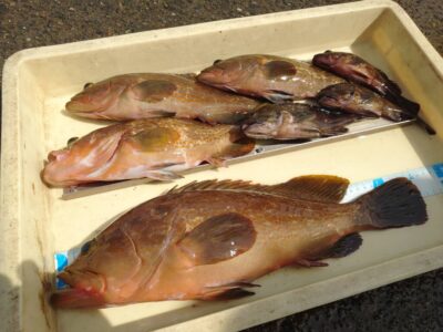 <p>川原鮮魚店様　沖の北先端外向き　エビ撒き釣りでアコウ45cm！8時頃にヒット！</p><p>ガシラはほとんど釣れず。アコウは元気なようです。</p>