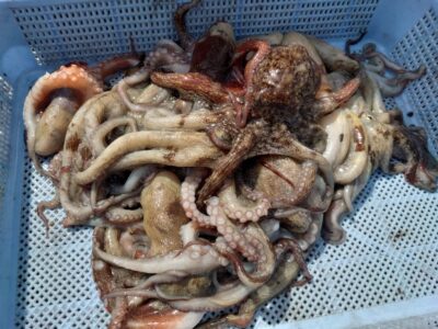 <p>ミラクル宮崎様　旧一文字3番〜カーブ　竿下タコジグで新子タコ🐙</p>