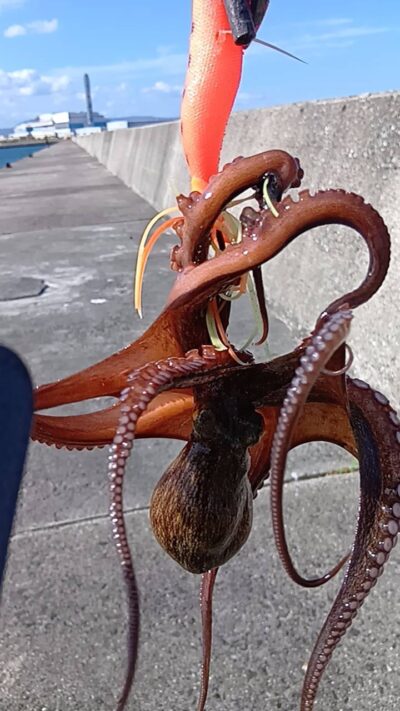 <p>にったこ様　沖の北内向き　タコエギで良型タコ🐙8時頃</p>