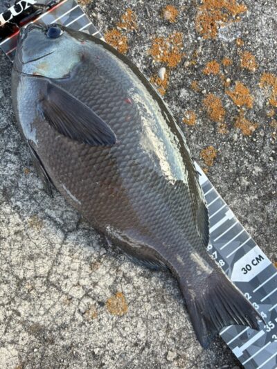 <p>福山様 旧一文字白灯外向き エビ撒き釣りで良型グレ35cm！岸一のグレ美味しいですよ♪</p>