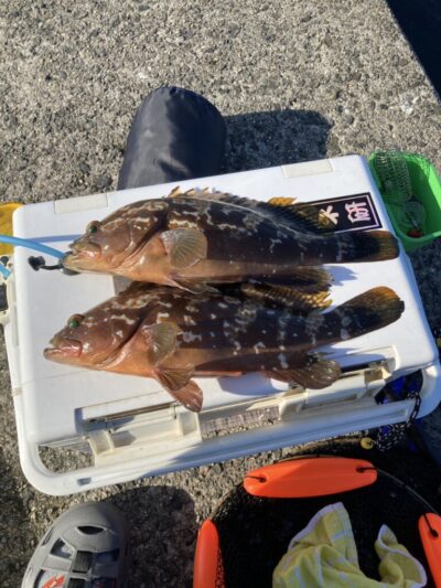 <p>徳永様 沖の北外向き エビ撒き釣りで良型アコウ！</p>
