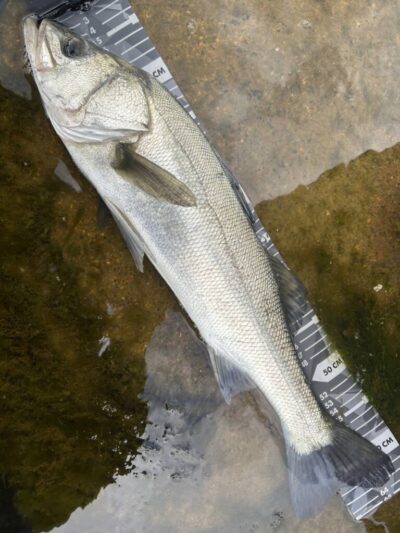 <p>福山様 沖の北 エビ撒き釣り 足元に見えてるやつをタナ矢引で狙い撃ち！お見事！</p>