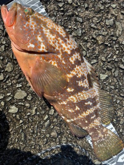 <p>福山様 沖の北船着近くの外向き エビ撒き釣りで大型アコウ48cm！！！</p><p>やばいデカさ♪大迫力でした！</p>