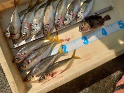 <p>徳永様 沖の北船着近くの外向き エビ撒き釣りで中アジ！早朝はアコウ・ガシラよくあたってました。</p>