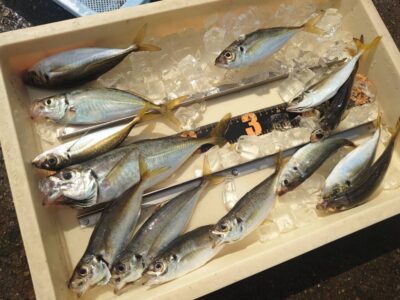 <p>上垣内様 沖の北外向き エビ撒き釣りで中アジ！最大28cm！8時頃まで釣れ続いたようです。根魚は6時頃まで。他にグレも釣れてました。</p>