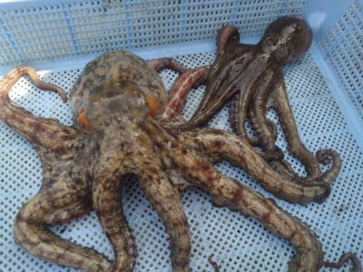 <p>久だこ様 沖の北 ケーソン継ぎ目で新子＆良型タコ500g🐙</p>