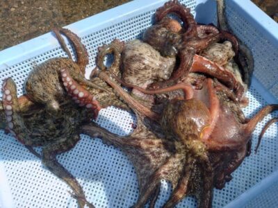 <p>⑨中村様 沖の北 ケーソン継ぎ目で新子タコ🐙旧赤灯に移動してタコエギで2つ追加♪</p>