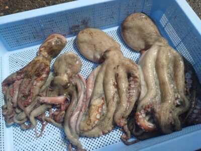 <p>タコ村様 沖の北 ケーソン継ぎ目で新子2つ、タコエギで880gまでを2つ🐙アタリはかなり少ないですが北はサイズに期待できますね。</p>