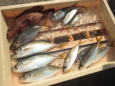 <p>川原鮮魚店様 沖の北外向き エビ撒き釣りで中アジ・アコウ！アジは最大28cm♪</p>