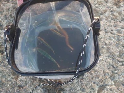 <p>沖の北内向き 足元サビキ 豆〜小アジ・豆〜中サバが沢山釣れてました♪上層にサバが多いのでカゴは重たいもの（15〜20号）を使ってください。</p>
