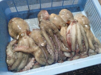 <p>加藤様 旧一文字3番周辺 竿下タコジグ＆タコエギで新子〜良型タコ🐙まだ釣れますね♪</p>