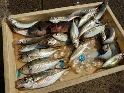 <p>川原鮮魚店様 沖の北外向き エビ撒き釣りで小〜中アジ！最大28cm！9時頃までポツリポツリ釣れ続いたそうです。他にアコウとグレ</p>