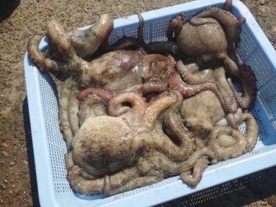 <p>久だこ様  沖の北＆旧赤灯  タコエギで良型タコ🐙700g・500g×3・新子で2キロオーバー♪</p>