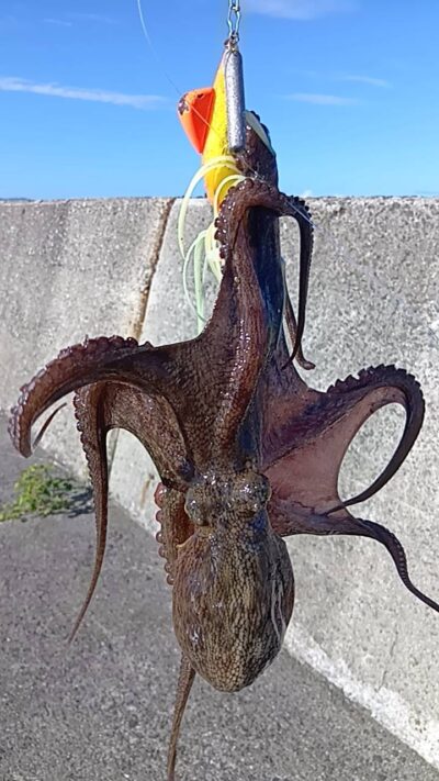<p>にったこ様 沖の北内向き タコエギで良型タコ🐙</p>