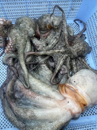 <p>赤坂プロ 旧一文字赤灯〜カーブ イカエギ改で新子〜良型タコ🐙</p>
