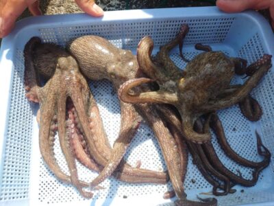 <p>旧一文字3番周辺 タコエギで新子タコ🐙</p>