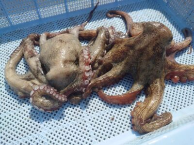 <p>亀本名人 旧一文字赤灯周辺 イカエギ改で新子タコ🐙</p>