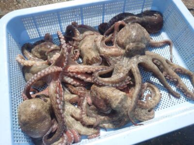 <p>久だこ様 旧一文字3番周辺 タコエギで新子タコ7杯🐙</p>