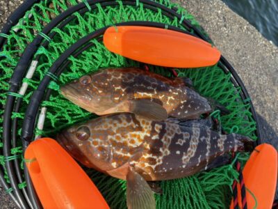 <p>KatoFC 松島様  旧一文字赤灯 エビ撒き釣りでアコウ35cm！ガシラは釣れなかったそうです。アコウにはちょうどいい潮加減。</p>