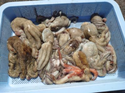 <p>匿名希望様　沖の北　ケーソン継ぎ目でタコ🐙</p>