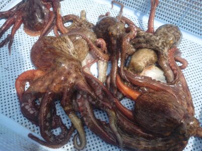 <p>久だこ様　旧一文字赤灯〜3番　タコエギで新子タコ🐙</p>