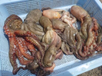 <p>タコ村様　旧一文字3番〜カーブ　タコエギ＆タコジグで新子〜良型タコ🐙</p>