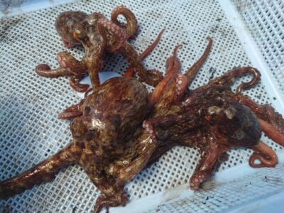 <p>にったこ様 沖の北内向き タコエギで新子タコ🐙</p>