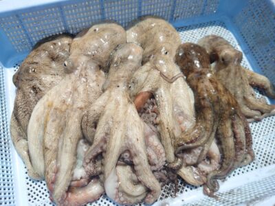 <p>上西様 旧一文字3番周辺 タコエギで新子タコ🐙壁際ぎりぎりの底で釣れたそうです。</p>