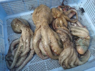 <p>旧一文字3番周辺 竿下タコジグで新子〜良型タコ6杯🐙</p>