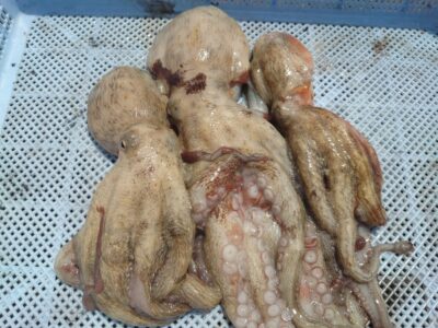 <p>マスカッツ様 旧一文字3番周辺 タコエギで新子タコ🐙足元をメインで広く釣り歩いての釣果です。</p>