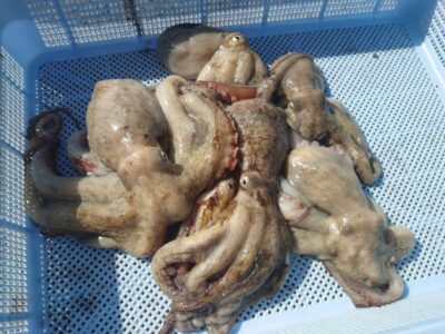<p>亀本名人 中波止2番 イカエギ改で新子タコ🐙</p>