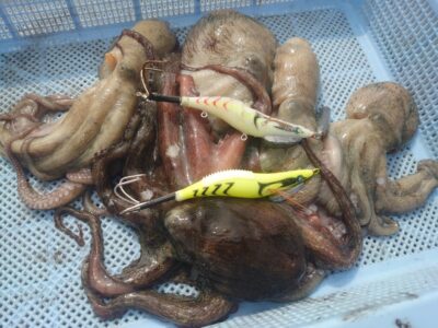 <p>上垣内様 旧一文字3番〜カーブ メジャクラ・蛸乗りジョニーで新子タコ🐙</p>