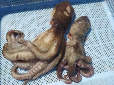<p>アンドゥ様 旧一文字3番周辺 足元を広く釣り歩いて新子タコ🐙</p>