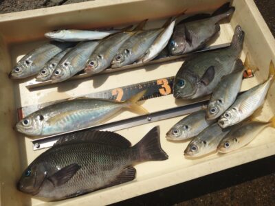 <p>やーたこ様 沖の北外向き エビ撒き釣りで中アジ＆グレ！根魚は5時半頃まで。その後は中アジ・グレがポツリポツリ。ずっとアタリあるのでおもしろいですよ♪</p>