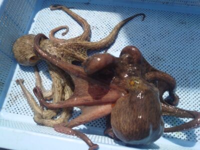 <p>にったこ様 沖の北内向き タコエギで新子＆良型タコ🐙</p>