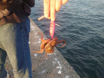 <p>タコ釣り向いてないクラブ会長様 旧一文字赤灯外向き 足元タコエギで新子タコ🐙</p>