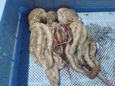 <p>高見様　沖の北　ケーソン継ぎ目で新子タコ🐙</p>