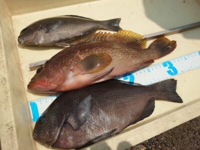 <p>緒方様　沖の北先端　エビ撒き釣りで良型グレ＆アコウ！</p>