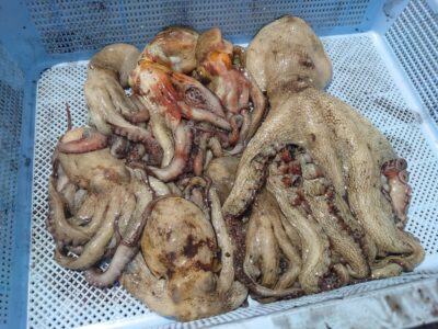 <p>マスカッツ様　沖の北　タコエギで新子〜良型タコ10杯🐙</p>