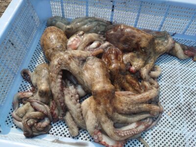 <p>旧一文字赤灯〜3番　イカエギ改で新子タコ🐙</p>