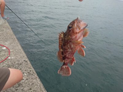 <p>沖の北　苦潮の影響はないようで、エビ撒き釣りでガシラ・アコウ・グレよくあたってました♪</p><p>ケーソン継ぎ目はほぼゼロ…。タコエギでも釣れてませんでした。</p><p>足元サビキで豆〜20cmくらいのアジ、あとサバが釣れてました。</p><p>足元壁際いいサイズのグレがけっこう見えてました。</p>