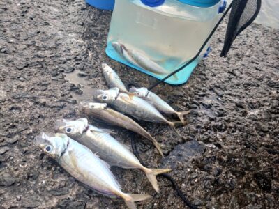 <p>沖の北内向き 足元サビキで豆〜中アジ・豆〜中サバ！</p>