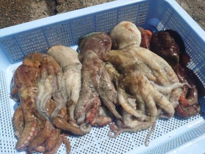<p>芝様　沖の北　ケーソン継ぎ目で新子タコ🐙</p>